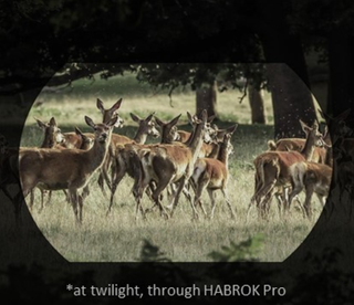 termiska kikare Hikmicro habrok HQ35LN 4k 