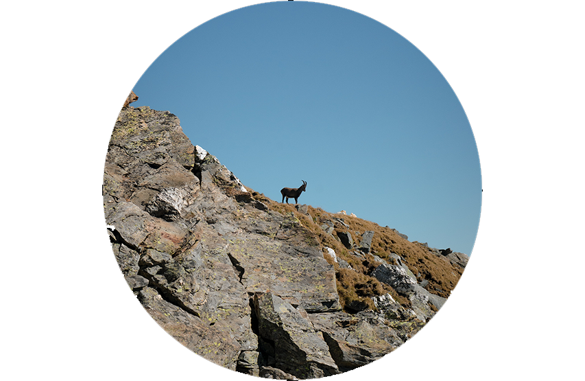 Kikare Steiner eRanger LRF 10x42 med integrerad avståndsmätare 