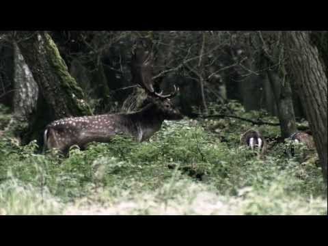 ZEISS HT 10x54 kikare 