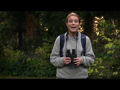 Kite APC 12×42 stabiliserade kikare 